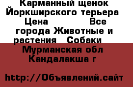 Карманный щенок Йоркширского терьера › Цена ­ 30 000 - Все города Животные и растения » Собаки   . Мурманская обл.,Кандалакша г.